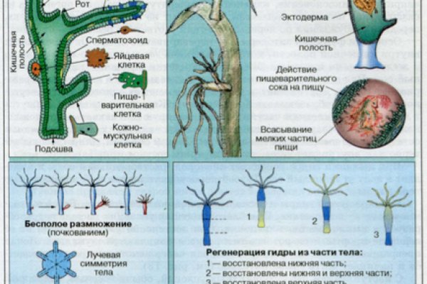 Как зайти на в топ браузере