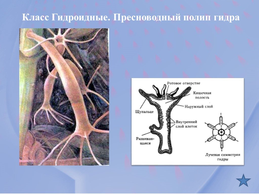 Кракен соль